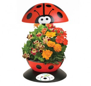 coccinelle